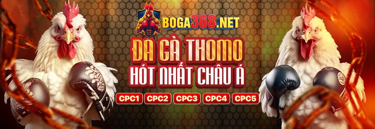 Hình ảnh Đá Gà trực tuyến trên ứng dụng 55VIN Android